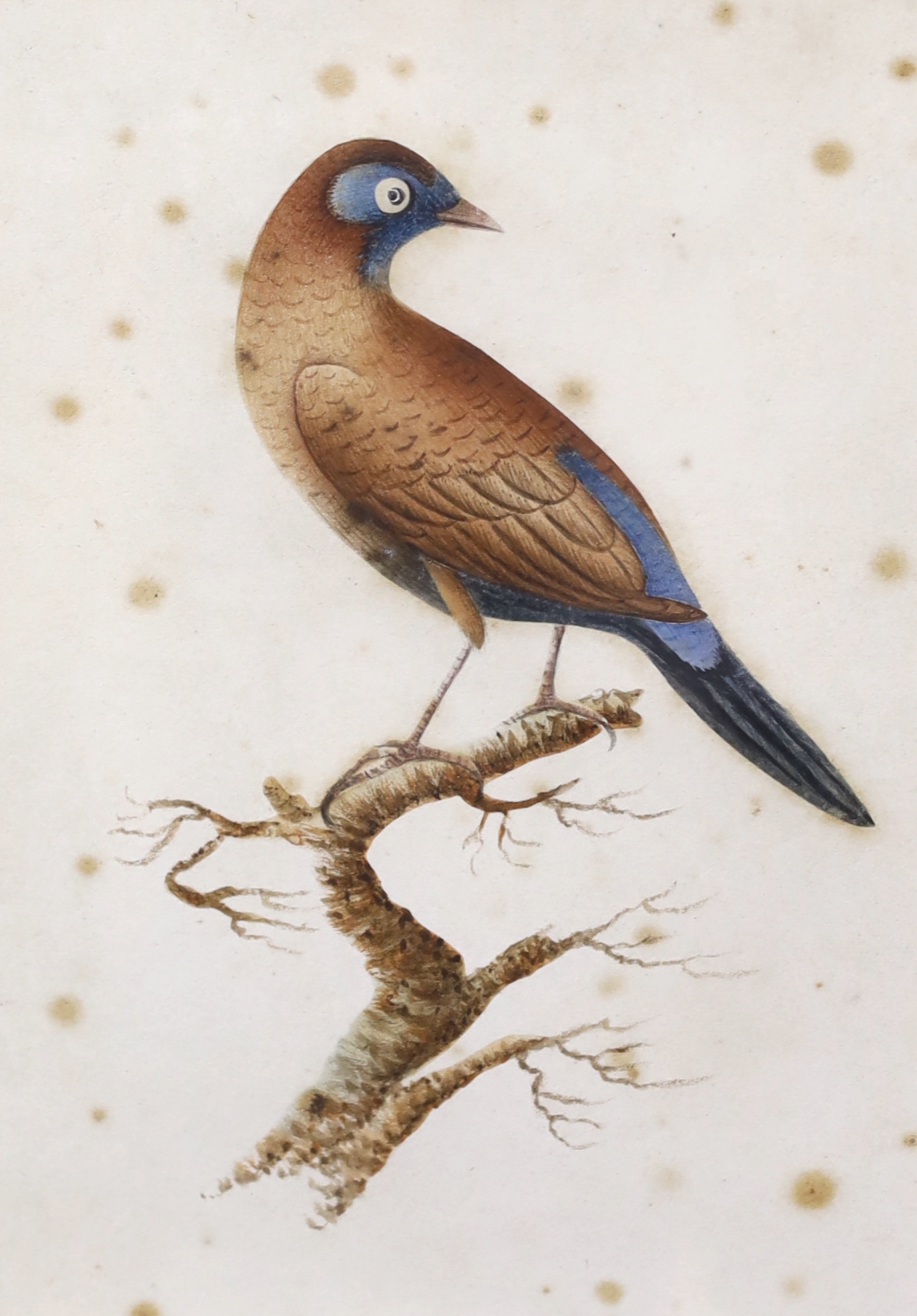 Early 19th century school, pair of watercolours, studies of birds including The Brazilian Finch, 17 x 12cm